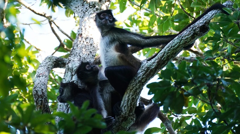Spider Monkeys, Calakmul Biosphere Reserve, Yucatan Peninsula, Mexico